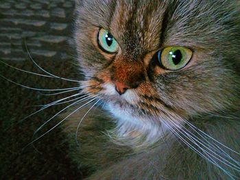 Close-up portrait of cat