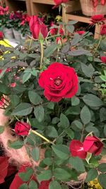 Close-up of red roses growing on plant