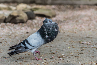 Close-up of pigeon