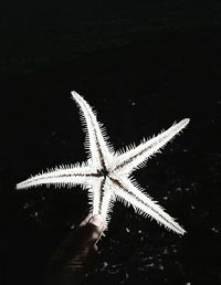 starfish