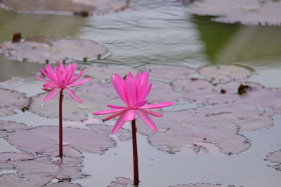 Close-up of pink water lily in lake