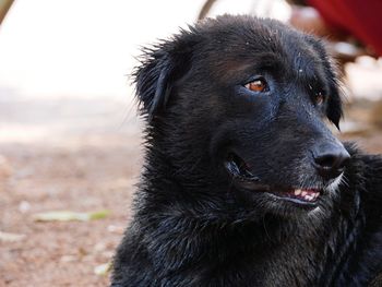 Close-up of dog looking away