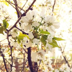 Close-up of apple blossoms in spring