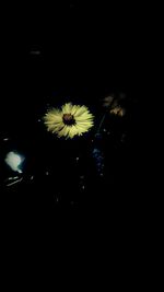 Close-up of flowers at night