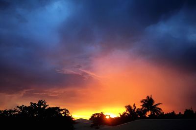 Silhouette of trees at sunset