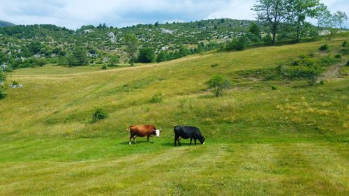 Cows grazing in a field