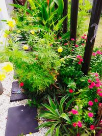 High angle view of plants