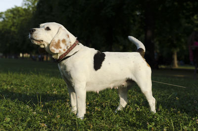 Close-up of dog standing on grass