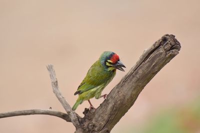 Close-up of parrot perching on branch