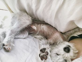 High angle view of dog relaxing on bed