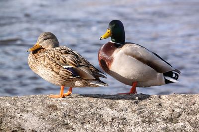 Ducks on a lake