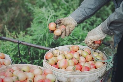 Cropped hand of farmer holding tomatoes over bucket on field