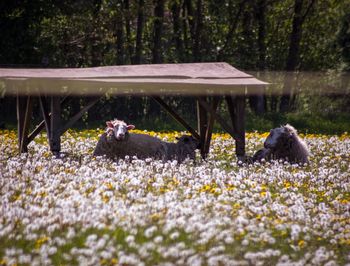 Flowers in a forest