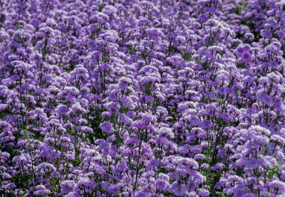 Full frame shot of purple flowering plants on field