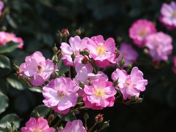 Close-up of pink flowering plants