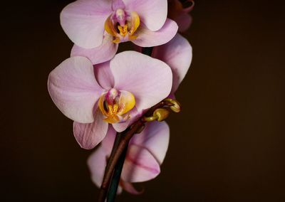 Close-up of pink flower over black background