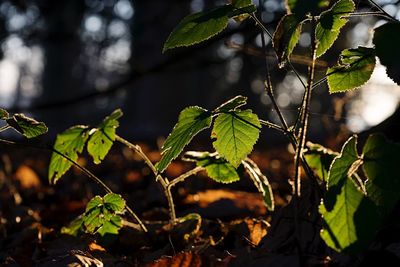 Close-up of leaves on branch