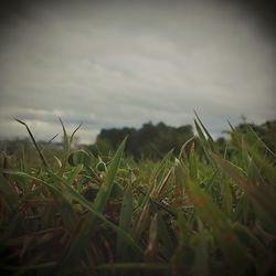 Close-up of wheat growing on field against sky