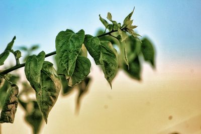 Low angle view of plant against clear sky