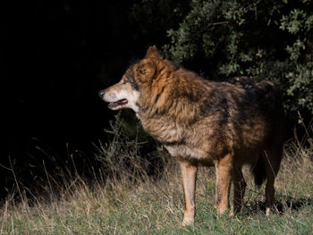 Wolf standing on grassy field in forest