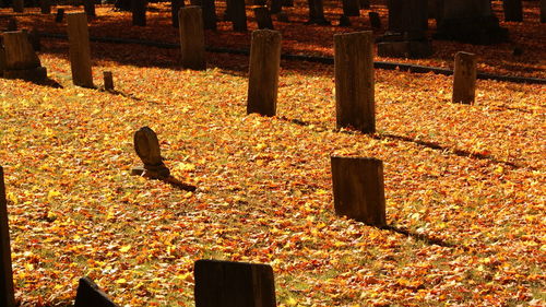 Orange leaves in park