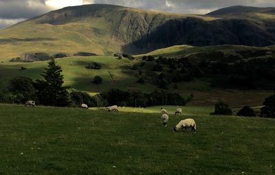 Cows grazing on field against sky