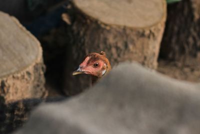 Close-up of a bird