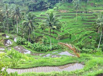 Scenic view of rice field