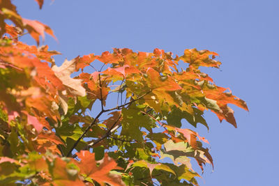 Close-up of autumn tree against clear sky