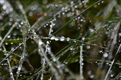 Close-up of wet plant during rainy season