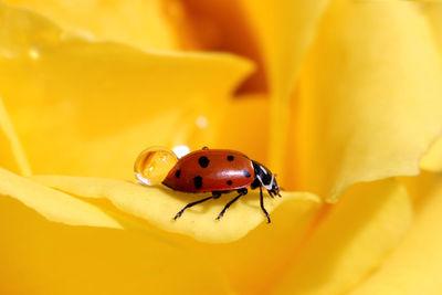 Close-up of insect on flower