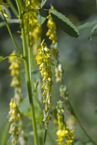 Close-up of plant