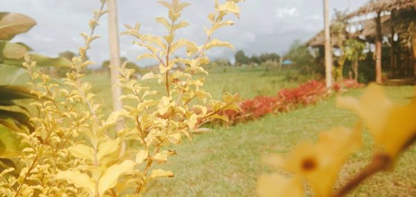 Close-up of fresh yellow flowers in field