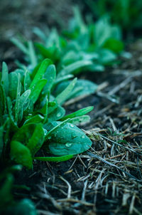 Close-up of dew drops on grass