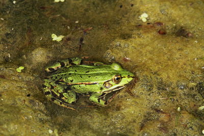 High angle view of frog in sea