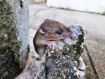 Close-up of squirrel on tree trunk against wall