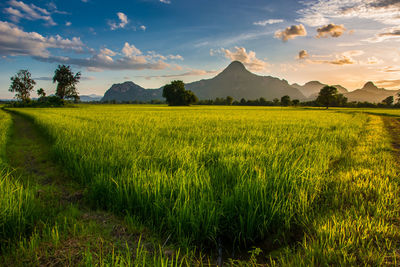 Scenic view of field against sky