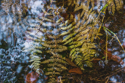 High angle view of leaves in a pond