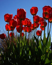 Close-up of red poppy flowers against sky