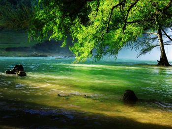 Scenic view of trees in forest