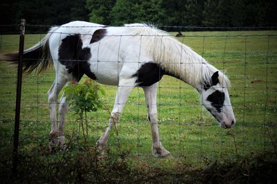 Horse standing in a field