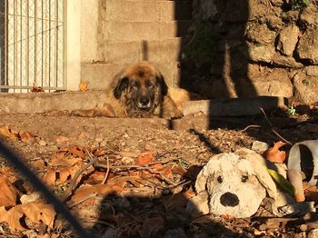 Dog with dogs in foreground