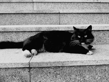 Portrait of cat relaxing on wall