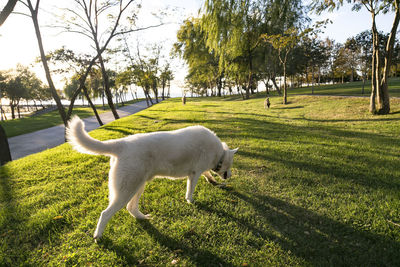 View of a dog on field