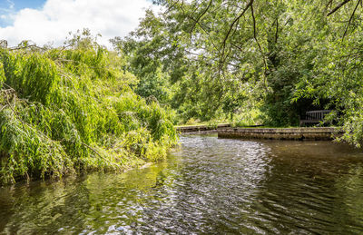 Scenic view of river in forest against sky