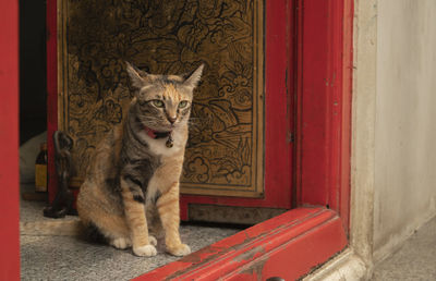 Portrait of cat sitting on door