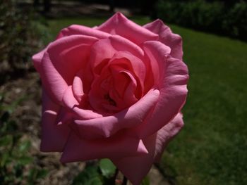 Close-up of pink rose blooming outdoors