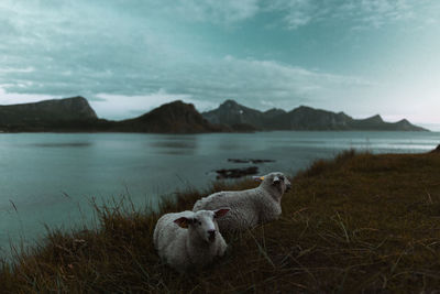 View of sheep in lake against sky