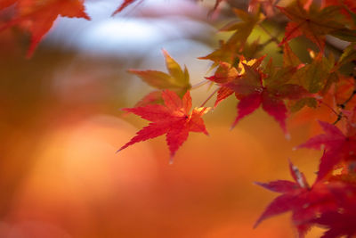 Close-up of red leaves