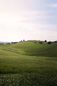 Scenic view of field against sky